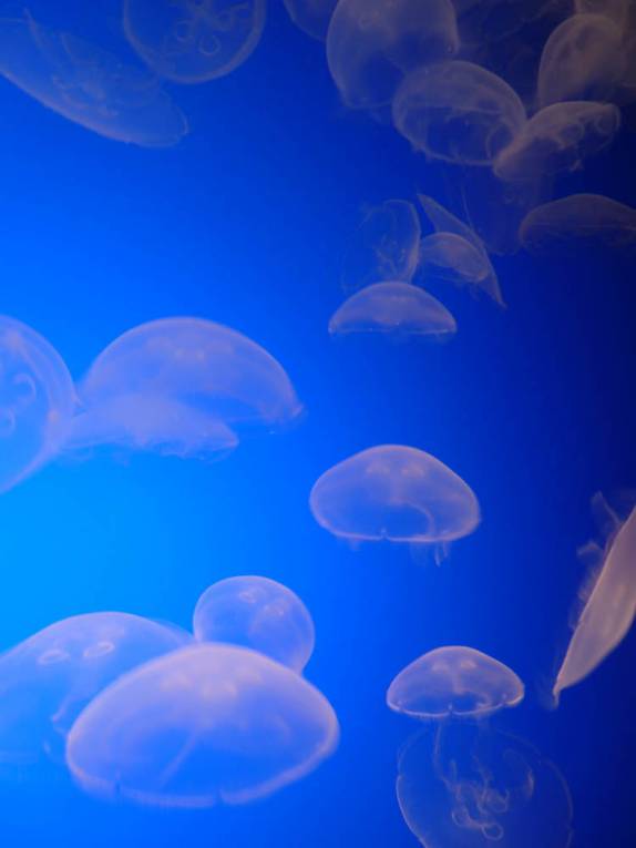 O Aquário de Monterey tem uma fantástica exposição de águas-vivas (no litoral da Califórnia, nos Estados Unidos)